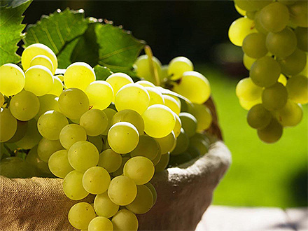 產品展示標題五